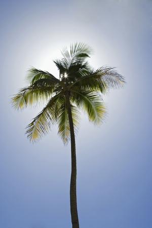 Caribbean, Puerto Rico. Coconut palm tree at Luquillo Beach. Premium  Photographic Print - Jaynes Gallery | Art.com