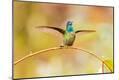 Photographic Print