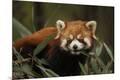 Premium Photographic Print