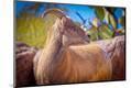 Photographic Print