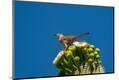 Photographic Print