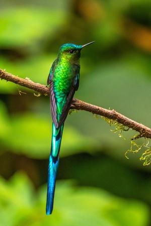 Ecuador, Guango. Long-tailed sylph hummingbird close-up