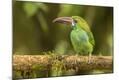 Premium Photographic Print