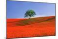 Premium Photographic Print