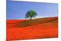Premium Photographic Print