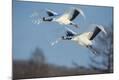 Premium Photographic Print