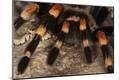 Premium Photographic Print