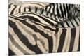 Premium Photographic Print