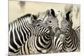 Premium Photographic Print