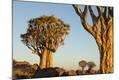 Photographic Print