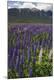 Premium Photographic Print