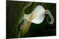 Premium Photographic Print