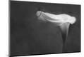 Premium Photographic Print