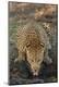 Premium Photographic Print