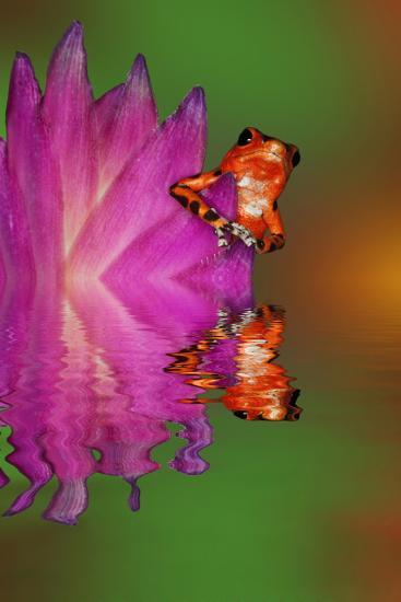 Premium Photographic Print, , large