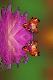 Premium Photographic Print