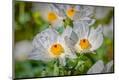 Premium Photographic Print
