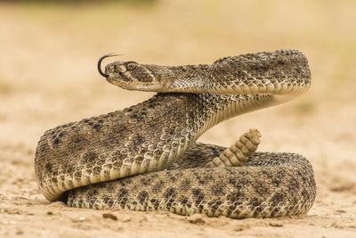 California Kingsnake Eating Western Poster by David Northcott