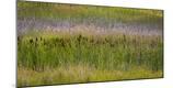 Premium Photographic Print