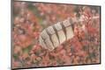 Premium Photographic Print