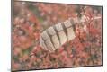 Premium Photographic Print