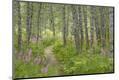 Premium Photographic Print
