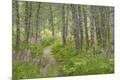 Premium Photographic Print