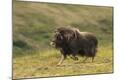 Premium Photographic Print