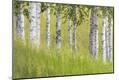 Premium Photographic Print
