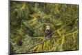 Premium Photographic Print