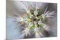 Premium Photographic Print
