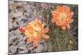 Photographic Print