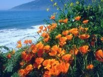 USA, California, California Poppies Along the Pacific Coast-Jaynes Gallery-Mounted Photographic Print