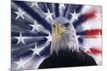 Premium Photographic Print
