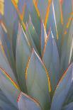 USA, California, Morro Bay. Backlit agave leaves.-Jaynes Gallery-Photographic Print