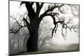 Premium Photographic Print