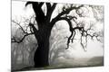 Premium Photographic Print