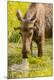 Premium Photographic Print