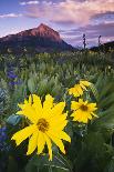 Washington, Mount Rainier National Park. Avalanche Lilies and Mount Rainier-Jaynes Gallery-Photographic Print