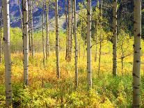 USA, Colorado, Rocky Mountains, Aspen Trees in Autumn in the Rockies-Jaynes Gallery-Photographic Print