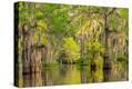 Stretched Canvas Print