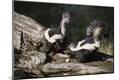 Photographic Print