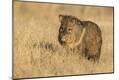 Premium Photographic Print