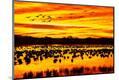 Photographic Print