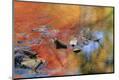 Premium Photographic Print