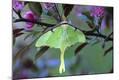 Premium Photographic Print