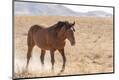 Premium Photographic Print