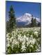 Photographic Print