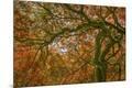 Premium Photographic Print