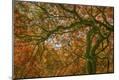 Premium Photographic Print